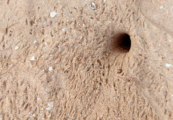 Crab tracks on the sand as a background