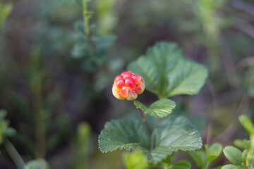 Wild raspberries. An amber cloudberry bead. Ripe, appetizing northern berry cloudberry Rubus chamaemorus, in a forest swamp.