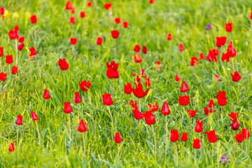 Field with red tulips in the steppe in spring as a background