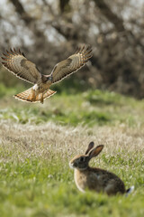 Obraz premium Red-tailed hawk flying over a wild rabbit in a meadow
