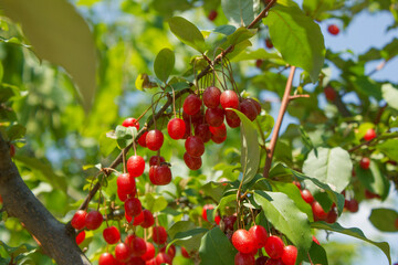 Obraz premium Ripe Autumn Olive Berries (Elaeagnus Umbellata) growing on a branch . oleaster