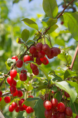 Ripe Autumn Olive Berries (Elaeagnus Umbellata) growing on a branch . oleaster