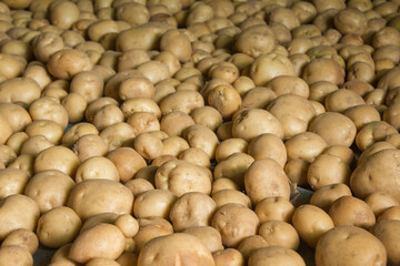 Fresh potatoes on the farm.
