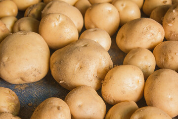 Fresh potatoes on the farm.