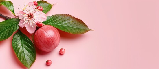 Horse chestnut Isolated on pastel background. File contains clipping path. Copy space image. Place for adding text and design