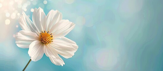 White flower on pastel background  Flower  Isolated. Copy space image. Place for adding text and design