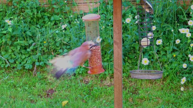 Jay fluttering its wings as it swings on a peanut feeder in a garden.