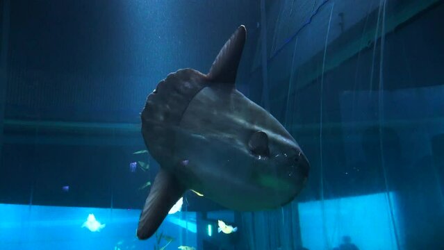 Sunfish」の写真素材 | 13,731件の無料イラスト画像 | Adobe Stock