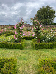 Beautiful english roses in pink, yellow and orange in a garden setting with arbors and surrounding...