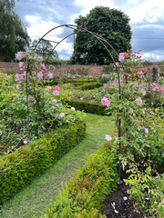 Beautiful english roses in pink, yellow and orange in a garden setting with arbors and surrounding...