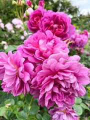 Beautiful english roses in pink, yellow and orange in a garden setting with arbors and surrounding...