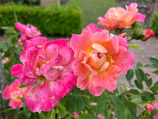 Obraz premium Beautiful english roses in pink, yellow and orange in a garden setting with arbors and surrounding plants.