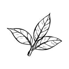 hand drawn tea leaves and branches for element decoration