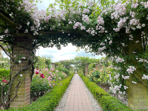 Beautiful english roses in pink, yellow and orange in a garden setting with arbors and surrounding plants.
