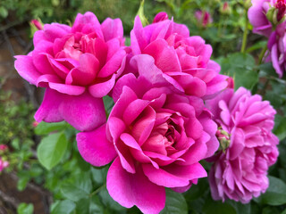 Obraz premium Beautiful english roses in pink, yellow and orange in a garden setting with arbors and surrounding plants.