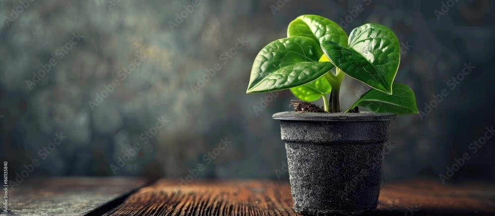 Poster hoya seedling in a pot on the table. the breeding of indoor plants. copy space image. place for addi