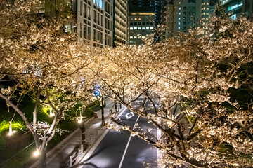 東京都心に咲く満開の美しい桜並木Beautiful cherry blossom trees in full bloom on the...