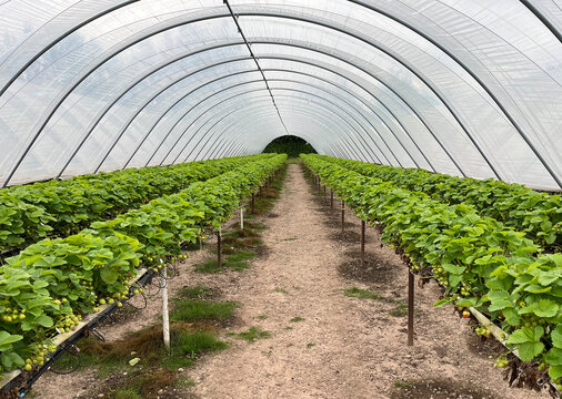 Beautiful, healthy strawberries in poly tunnel in united kingdom