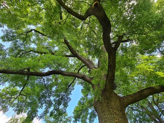 Eschenbaumkrone - Fraxinus excelsior 2