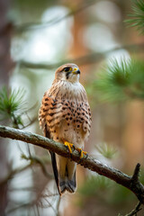 Common kestrel perched on a branch in a forest