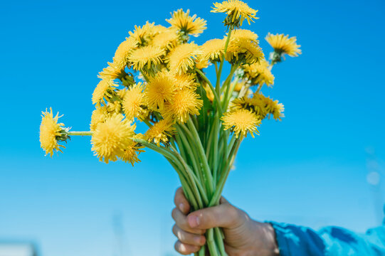 Hand of boy holding yellow dandelion flowers