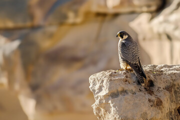 Peregrine falcon perched on rock surveying surroundings