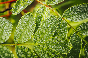 Macro photograph of green leaves covered in water droplets, showcasing the intricate texture and freshness. The vibrant green background enhances the natural beauty