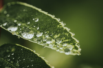 Macro photograph of green leaves covered in water droplets, showcasing the intricate texture and freshness. The vibrant green background enhances the natural beauty.