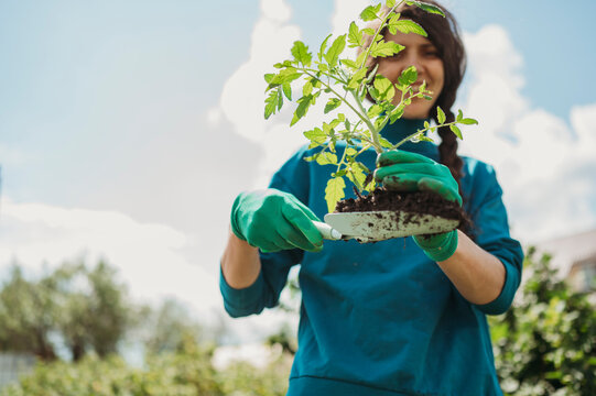 Happy woman holding tomato seedling in garden