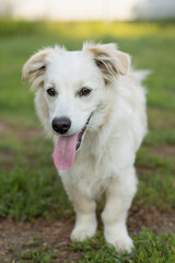 White fluffy dog ​​on a green lawn close-up
