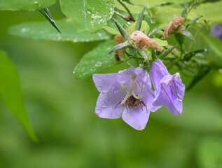イトシャジンの花の中で雨宿りするクモ / Spider taking shelter from the rain...