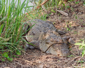 Mugger crocodile (Crocodylus palustris) resting on the river shore in Chitwan National Park, Nepal 