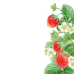 Red strawberry with white flowers, green leaves corner, border. Hand drawn watercolor ornament. Delicious food art, fresh botanical realistic painting. Summer berry banner for menu, packaging, prints