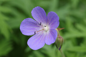 A flowering Meadow Crane's-bill, Geranium pratense, plant growing in a wildflower meadow.