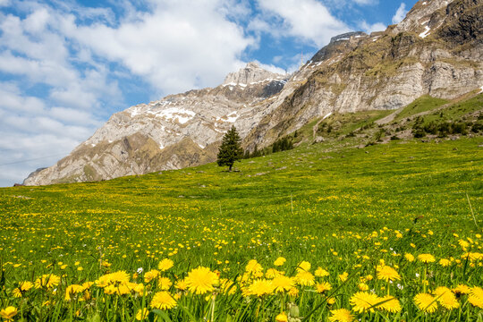 Yellow flowers field near Santis mountain in Switzerland