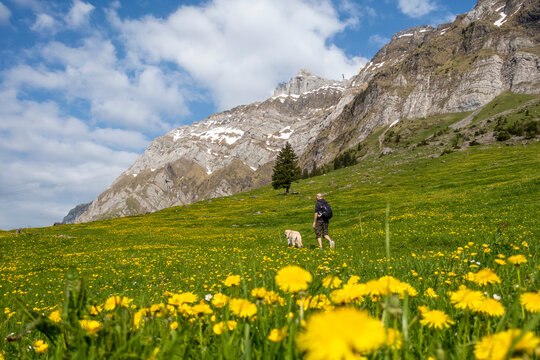 Hiker with golden retriever dog hiking towards Santis mountain in Switzerland