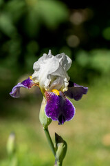 Zamek w Łańcucie wnętrze  © wedrownik52