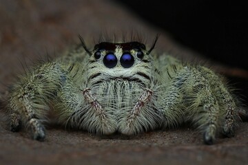 close up hylus diardi jumping spider