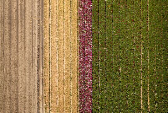 Growing flowers in field of Zeeland, Netherlands