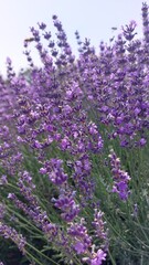 Large lavender field. Wonderful aroma of purple flowers. Lots of flowering bushes. Bees pollinate flowers