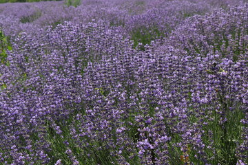 Obraz premium Large lavender field. Wonderful aroma of purple flowers. Lots of flowering bushes. Bees pollinate flowers