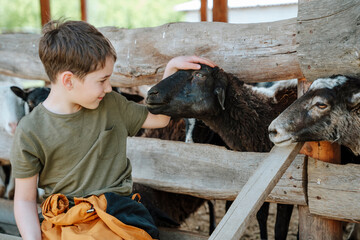 Cute boy petting goats in farm