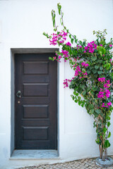 door and lush violet bougainvillea bush on white wall