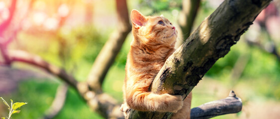 Ginger kitten sneaking on the tree in a spring garden. Horizontal banner