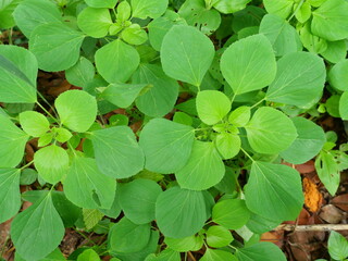 Indian nettle plant or Acalypha indica on dirt land, Green leaves of plants and herbs that cats love to eat and make kittens happy and drunk