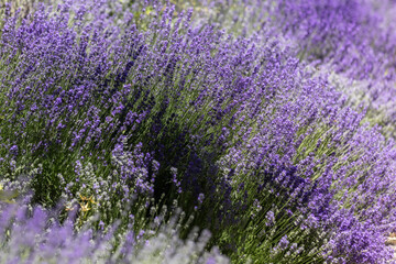 Fototapeta premium Lavender flower background with purple colors