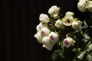 Close-up white pink roses in bloom, copy space