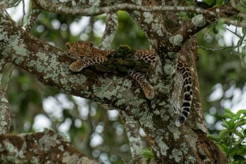 Obraz premium Leopard relaxing in a tree.