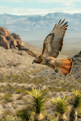 Obraz premium Red-tailed hawk flying over a desert landscape