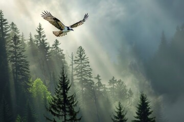 Obraz premium Osprey flying above fir trees with sunrays streaming through mist